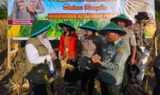 Tanam Jagung dan Panen Bersama Petani, Wujudkan Program Nasional Swasembada Bibit Dan Pangan Di Papua Barat